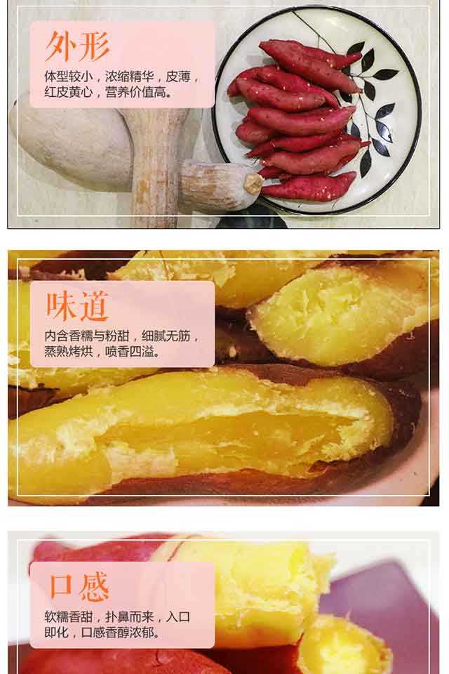 【5斤金手指】临安天目山小香薯板栗番薯红薯5斤粉糯香甜 3斤地瓜山芋