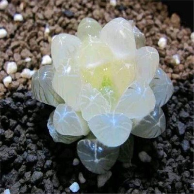 盆栽花盆栀子栽仙人掌种植花露薇花铁皮石斛特大多肉土一帆风顺种