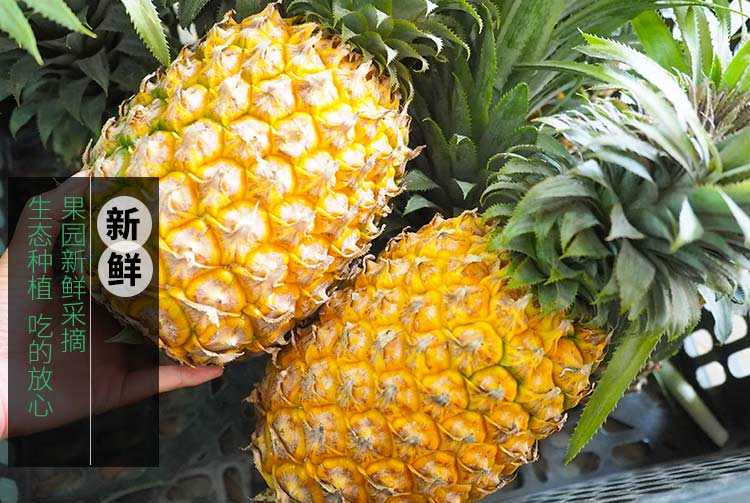 【邮政电商扶贫 】 【第二件0.1元】海南新鲜大菠萝5斤装手撕菠萝非凤梨水果
