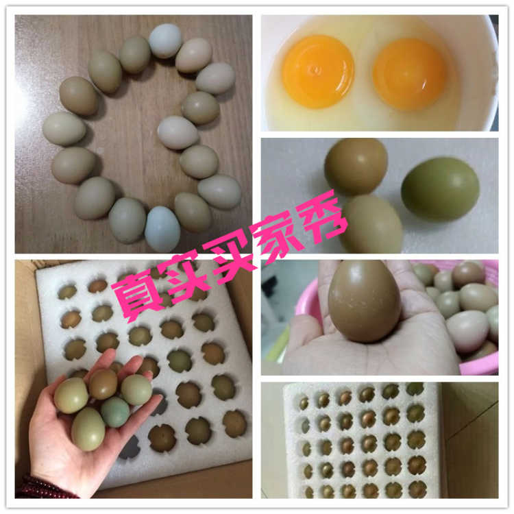 20枚七彩山鸡蛋绿壳新鲜野鸡蛋土鸡蛋草鸡蛋枚30克-40克