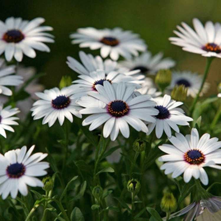 小雏菊菊花种子万寿菊花种子花卉鲜花耐寒四季播种工程绿化种子