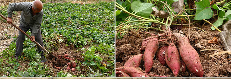 (纯手工)红薯粉条紫薯无添加农家细粉粉丝5斤农家纯手工粉条