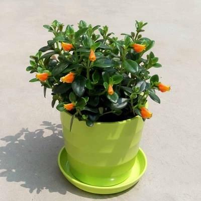 金鱼吊兰树花种子果苗花苗带盆盆栽水培绿萝庭院植物青枣树苗龟背