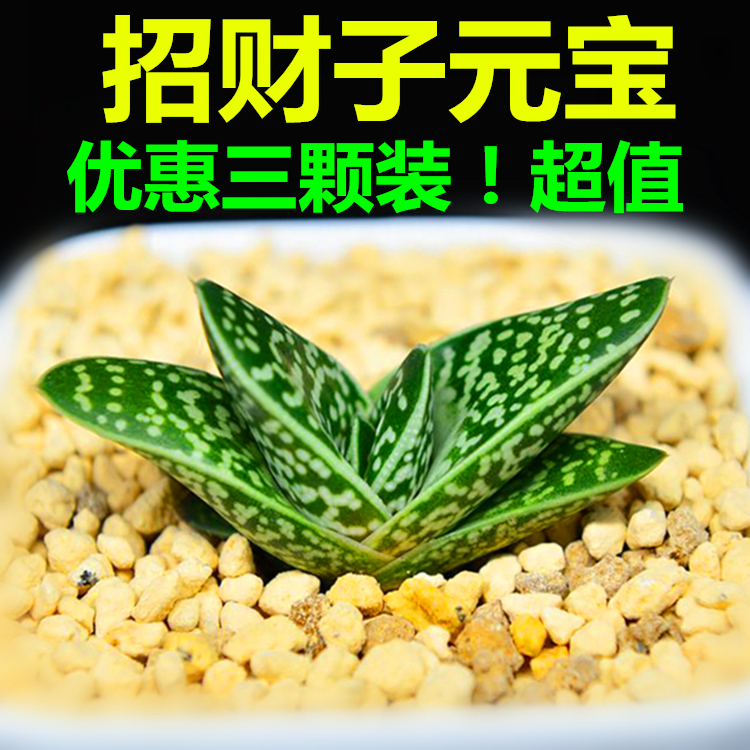 招财子元宝子宝多肉植物元宝花组合盆栽防辐射绿植花卉肉肉植