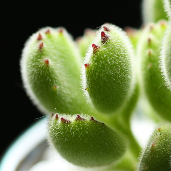 状态花卉多头盆栽绿植植物子多群生