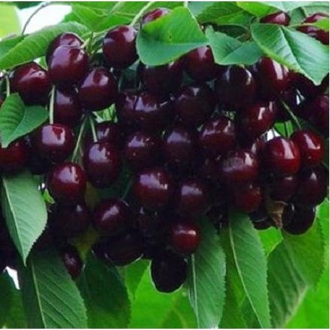 樱桃和车厘子树 1a1386d175ceb94c37556dbc7bad097b.jpeg