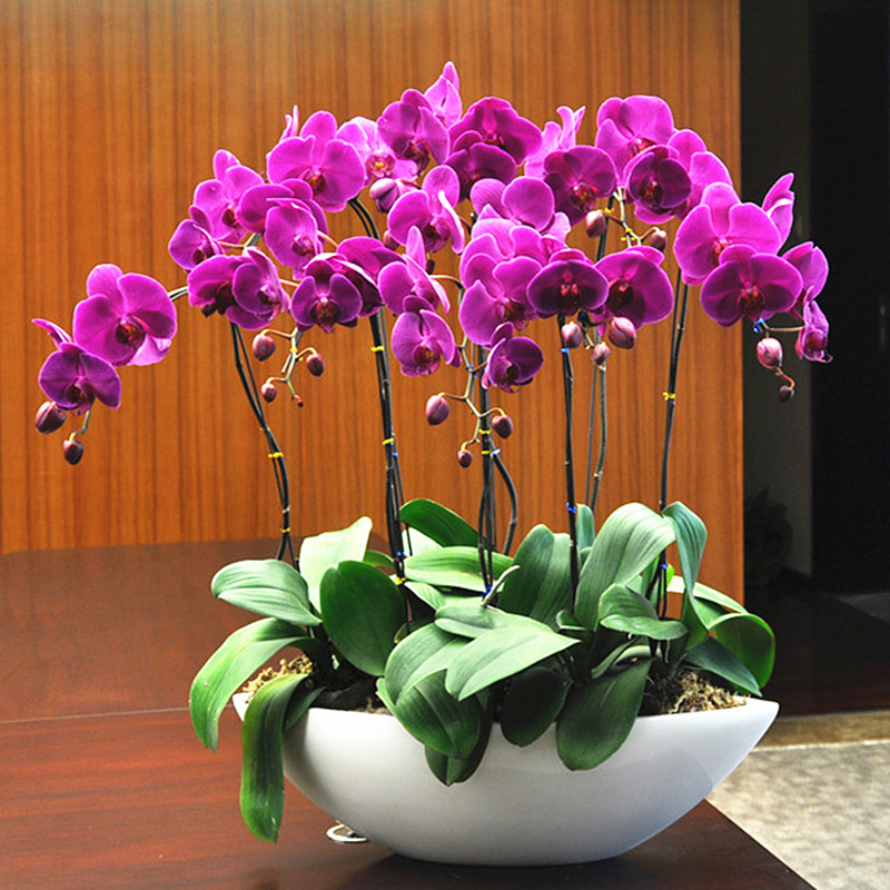 室内绿植盆栽月季 79f2c2deb278831e391b47aa4ea24fb7.jpeg