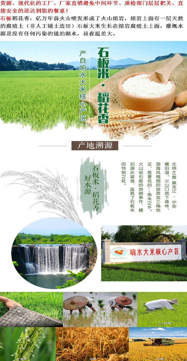 龙井水稻种植：文化与技术的融合