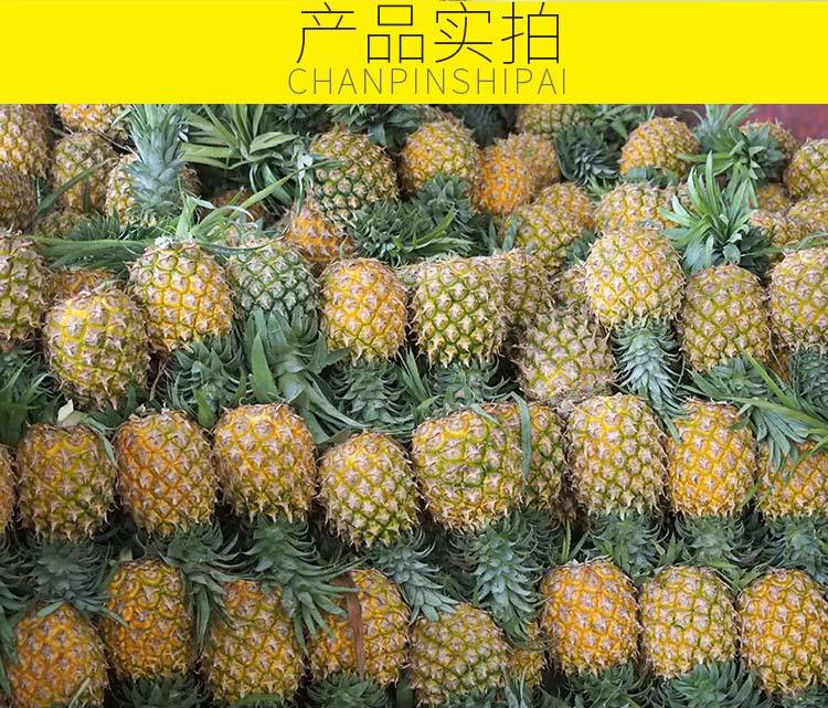  【10斤】海南新鲜大菠萝10斤装/5斤/2个装手撕菠萝非凤梨水果