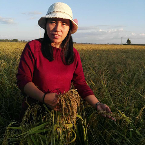 门稻新米农家自产鸭稻田东北大米黑龙江五常大米5kg长粒香米10斤