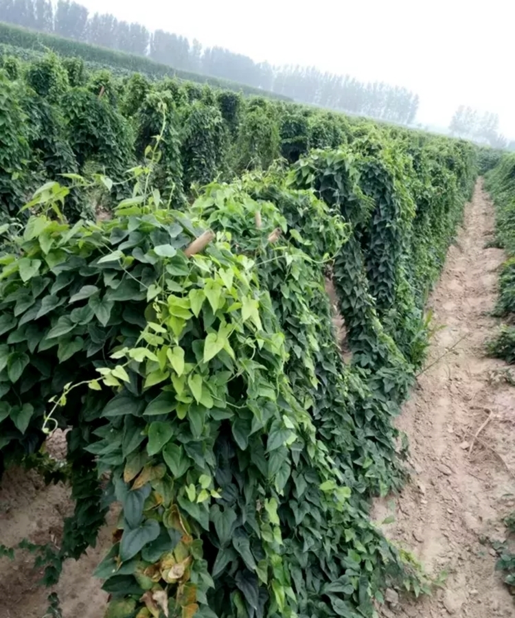 2022年新鲜正宗小白嘴山药豆农家精选山药蛋比铁棍山药豆好吃5斤