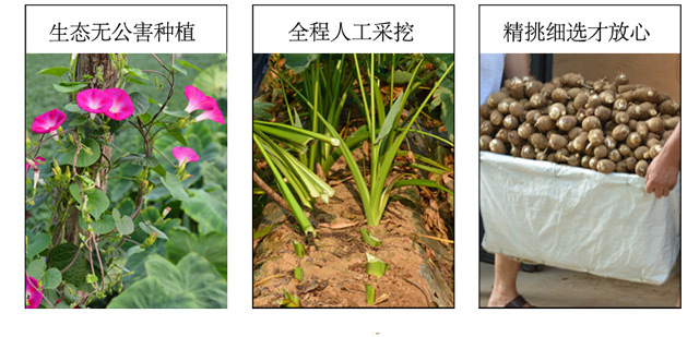 【亏本冲量】农家小芋头毛芋头3/5/10斤营养丰富软糯丝滑