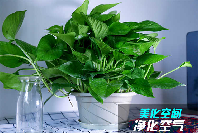 室内绿植盆栽绿色 c5977932233279e66253cf14932b3f7e.jpeg@750w_1l_50Q