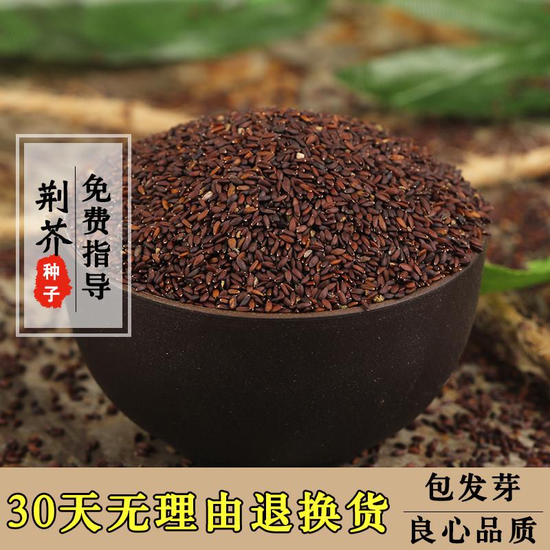 实体店专业中药材荆芥种子2018年纯新荆芥籽大穗包发芽易种植包邮