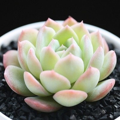 多肉植物莎莎女王【买2送1】【另外送盆送土送生根粉】多肉植物室内