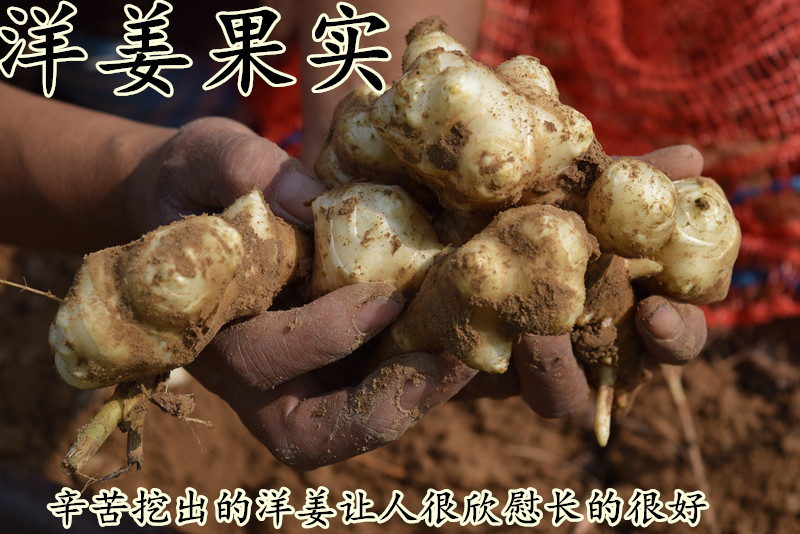 洋姜新鲜1斤/3斤/5斤/10斤野菊芋鬼子姜地姜生姜腌制酱泡菜可种植