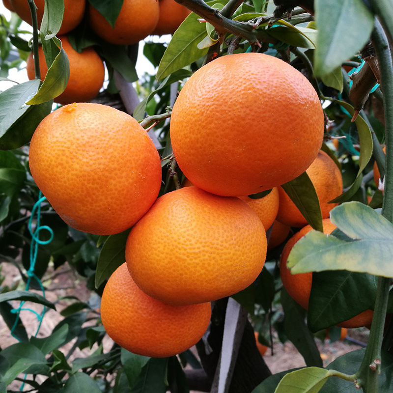 区域臻品 象山红美人 柑橘皇后 新鲜水果可以吸的橙子