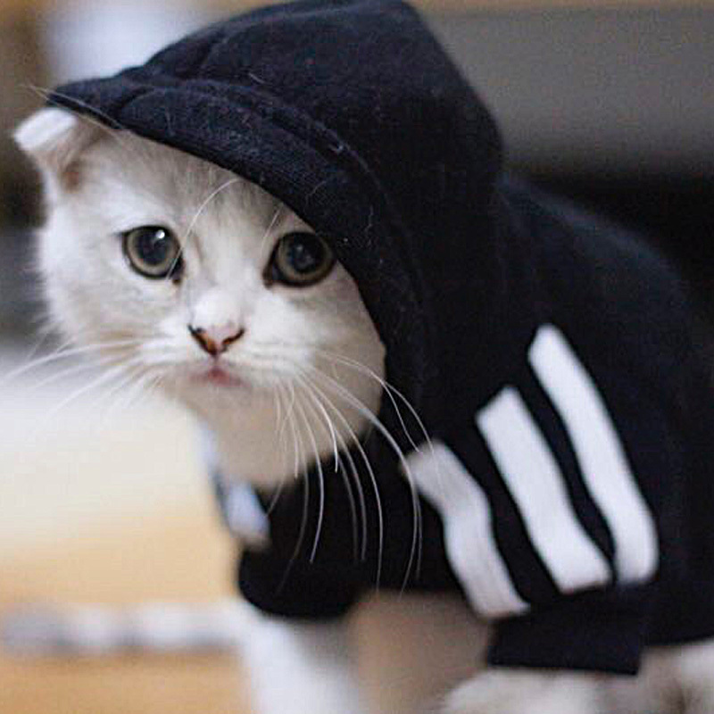 Cat clothing dog clothing winter clothing pet clothing cute cat clothing pet clothing autumn and winter