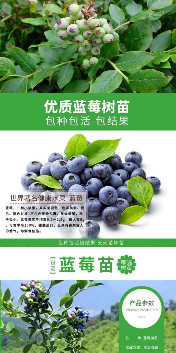 蓝莓树几年结果 ac59fe590f5c2759e36f9a8334ebe2e7.jpeg@750w_1l_50Q