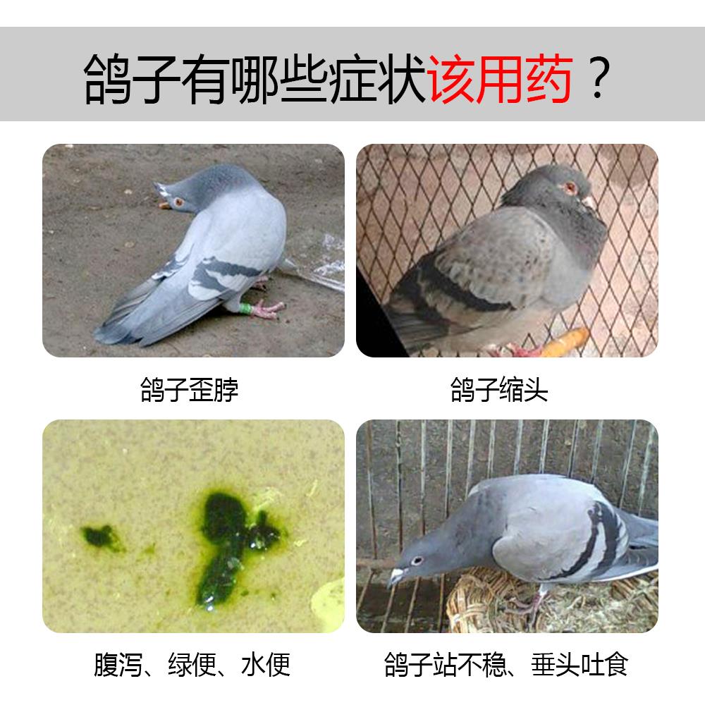 信鸽沙门氏菌症状图,信鸽沙门氏菌症状,鸽子沙门氏菌症状图片(第2页)_大山谷图库