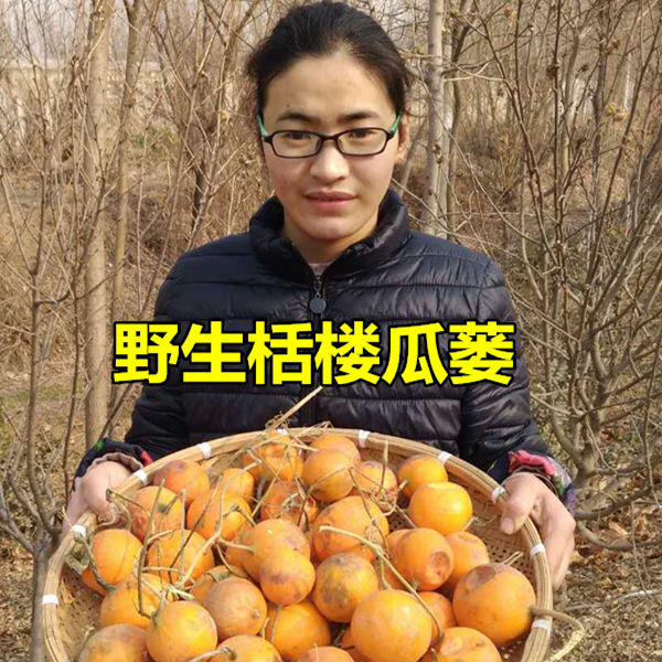 野生新鲜瓜蒌整瓜蒌皮仁中药材栝楼干整个野葫芦全瓜蒌吊粉瓜蒌丝