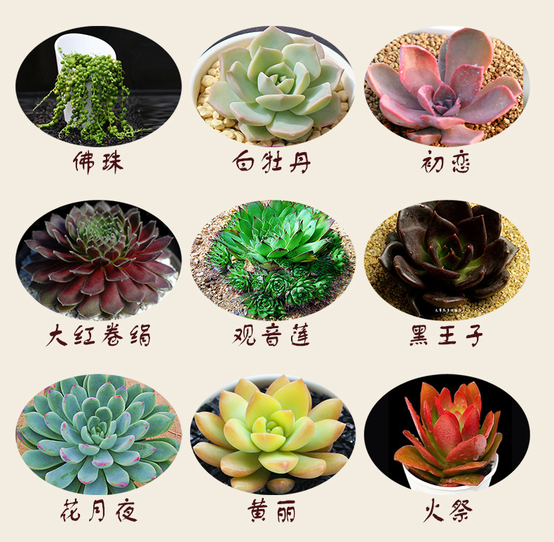 多肉种植土方法 0983706b8e8481f1bf69c2b0cac07200.jpeg